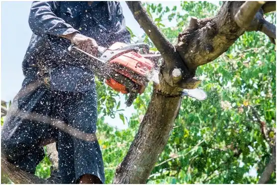 tree services Ipswich